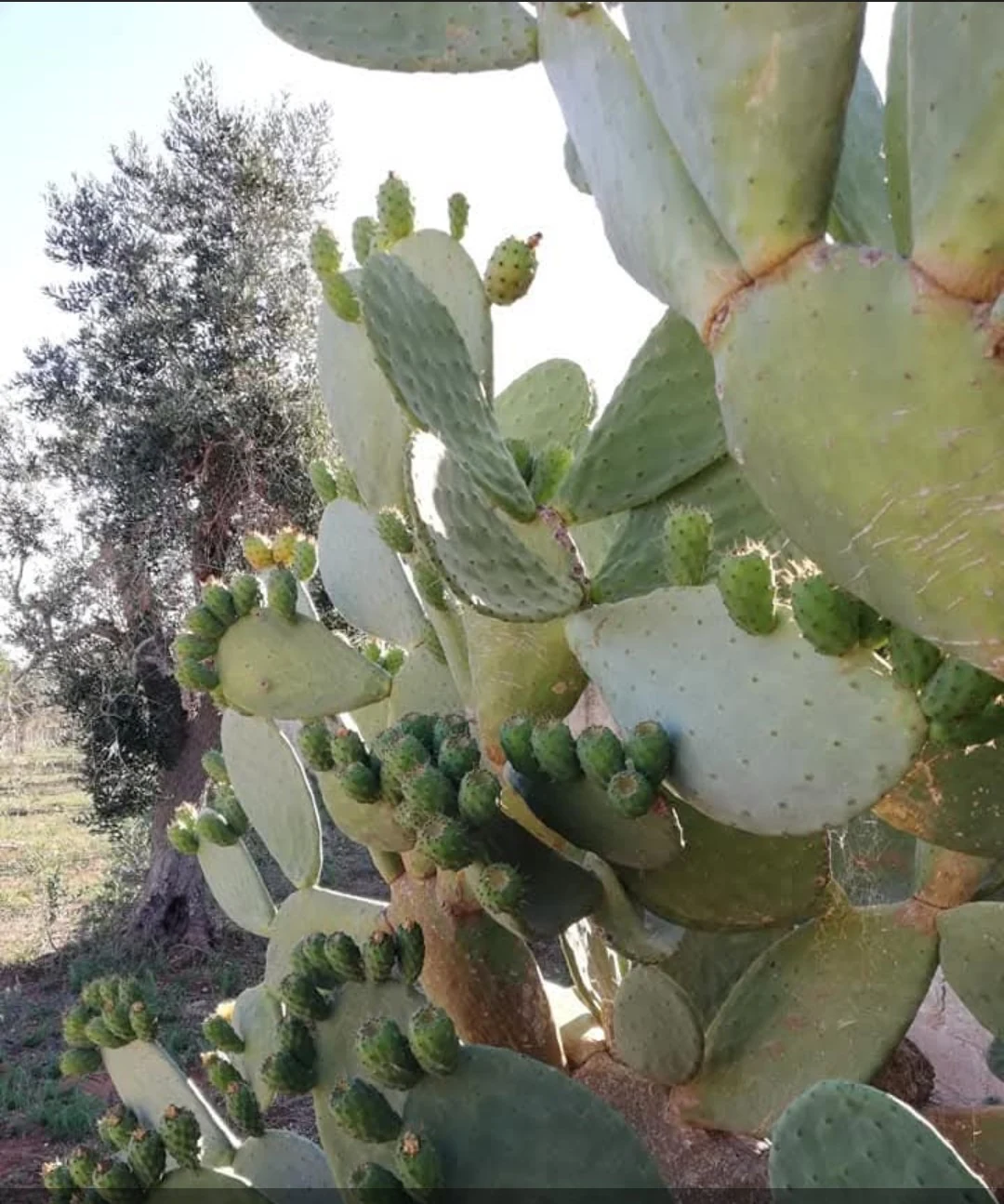 Fichi d’India e vegetazione mediterranea